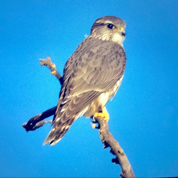 Meet your Posher, Pamela - Picture 1 of 1